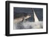 Two Bottlenose Dolphins (Tursiops Truncatus) Breaching, Moray Firth, Inverness-Shire, Scotland, UK-John Macpherson-Framed Photographic Print