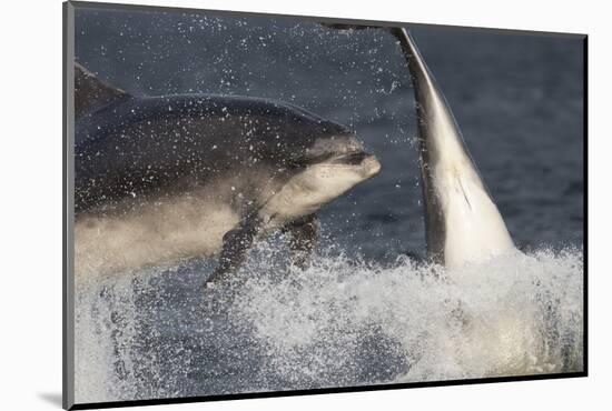 Two Bottlenose Dolphins (Tursiops Truncatus) Breaching, Moray Firth, Inverness-Shire, Scotland, UK-John Macpherson-Mounted Photographic Print