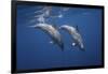 Two Bottlenose Dolphins-Barathieu Gabriel-Framed Giclee Print