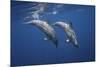 Two Bottlenose Dolphins-Barathieu Gabriel-Mounted Giclee Print