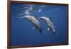 Two Bottlenose Dolphins-Barathieu Gabriel-Framed Giclee Print
