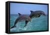 Two Bottlenosed Dolphins Jumping-null-Framed Stretched Canvas