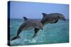 Two Bottlenosed Dolphins Jumping-null-Stretched Canvas