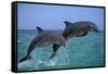 Two Bottlenosed Dolphins Jumping-null-Framed Stretched Canvas