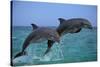 Two Bottlenosed Dolphins Jumping-null-Stretched Canvas