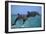 Two Bottlenosed Dolphins Jumping-null-Framed Premium Photographic Print