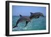 Two Bottlenosed Dolphins Jumping-null-Framed Premium Photographic Print