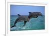 Two Bottlenosed Dolphins Jumping-null-Framed Photographic Print