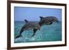 Two Bottlenosed Dolphins Jumping-null-Framed Photographic Print