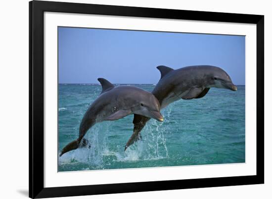 Two Bottlenosed Dolphins Jumping-null-Framed Photographic Print