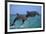 Two Bottlenosed Dolphins Jumping-null-Framed Photographic Print