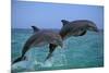 Two Bottlenosed Dolphins Jumping-null-Mounted Photographic Print