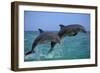 Two Bottlenosed Dolphins Jumping-null-Framed Photographic Print