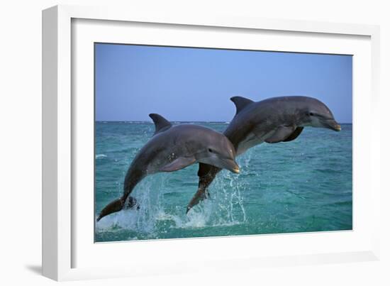 Two Bottlenosed Dolphins Jumping-null-Framed Photographic Print