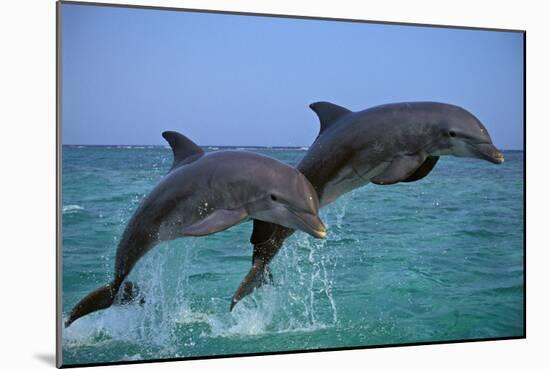 Two Bottlenosed Dolphins Jumping-null-Mounted Photographic Print
