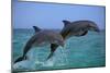 Two Bottlenosed Dolphins Jumping-null-Mounted Photographic Print