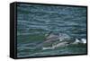 Two Bottlenosed Dolphins (Tursiops Truncatus) Surfacing, Moray Firth, Nr Inverness, Scotland, May-Campbell-Framed Stretched Canvas
