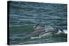 Two Bottlenosed Dolphins (Tursiops Truncatus) Surfacing, Moray Firth, Nr Inverness, Scotland, May-Campbell-Stretched Canvas