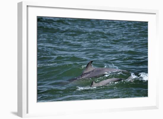 Two Bottlenosed Dolphins (Tursiops Truncatus) Surfacing, Moray Firth, Nr Inverness, Scotland, May-Campbell-Framed Photographic Print