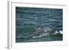 Two Bottlenosed Dolphins (Tursiops Truncatus) Surfacing, Moray Firth, Nr Inverness, Scotland, May-Campbell-Framed Photographic Print