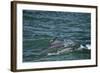 Two Bottlenosed Dolphins (Tursiops Truncatus) Surfacing, Moray Firth, Nr Inverness, Scotland, May-Campbell-Framed Photographic Print