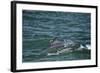 Two Bottlenosed Dolphins (Tursiops Truncatus) Surfacing, Moray Firth, Nr Inverness, Scotland, May-Campbell-Framed Photographic Print