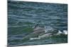 Two Bottlenosed Dolphins (Tursiops Truncatus) Surfacing, Moray Firth, Nr Inverness, Scotland, May-Campbell-Mounted Photographic Print