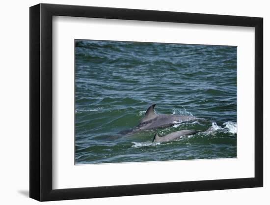 Two Bottlenosed Dolphins (Tursiops Truncatus) Surfacing, Moray Firth, Nr Inverness, Scotland, May-Campbell-Framed Photographic Print