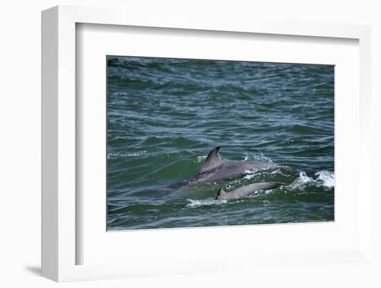 Two Bottlenosed Dolphins (Tursiops Truncatus) Surfacing, Moray Firth, Nr Inverness, Scotland, May-Campbell-Framed Photographic Print