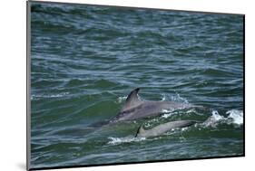 Two Bottlenosed Dolphins (Tursiops Truncatus) Surfacing, Moray Firth, Nr Inverness, Scotland, May-Campbell-Mounted Photographic Print