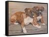 Two Boxer Dogs-Janet Pidoux-Framed Stretched Canvas