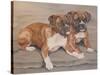 Two Boxer Dogs-Janet Pidoux-Stretched Canvas