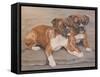 Two Boxer Dogs-Janet Pidoux-Framed Stretched Canvas
