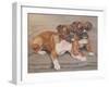 Two Boxer Dogs-Janet Pidoux-Framed Premium Giclee Print