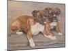 Two Boxer Dogs-Janet Pidoux-Mounted Premium Giclee Print