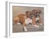 Two Boxer Dogs-Janet Pidoux-Framed Giclee Print