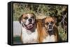 Two Boxers in Morning Sun-Zandria Muench Beraldo-Framed Stretched Canvas