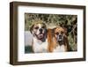 Two Boxers in Morning Sun-Zandria Muench Beraldo-Framed Photographic Print