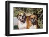 Two Boxers in Morning Sun-Zandria Muench Beraldo-Framed Photographic Print