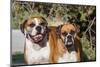 Two Boxers in Morning Sun-Zandria Muench Beraldo-Mounted Photographic Print