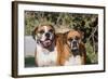 Two Boxers in Morning Sun-Zandria Muench Beraldo-Framed Photographic Print