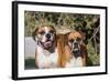 Two Boxers in Morning Sun-Zandria Muench Beraldo-Framed Photographic Print