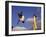 Two Boys Practice Capoeira, the Brazilian Martial Art-Camilla Watson-Framed Premium Photographic Print