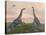 Two Brachiosaurus Dinosaurs Fighting-null-Stretched Canvas