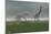 Two Brachiosaurus Dinosaurs Grazing in the Mist-null-Mounted Art Print