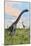 Two Brachiosaurus Dinosaurs in a Prehistoric Environment-null-Mounted Art Print