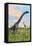 Two Brachiosaurus Dinosaurs in a Prehistoric Environment-null-Framed Stretched Canvas