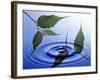 Two Branches with Green Leaves Floating Above Blue Water Ripples-null-Framed Photographic Print