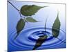 Two Branches with Green Leaves Floating Above Blue Water Ripples-null-Mounted Photographic Print