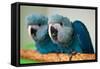 Two Brazilian Spix's Macaws, Two Month's Old, Said to Be the Rarest Parrot Species-Patrick Pleul-Framed Stretched Canvas